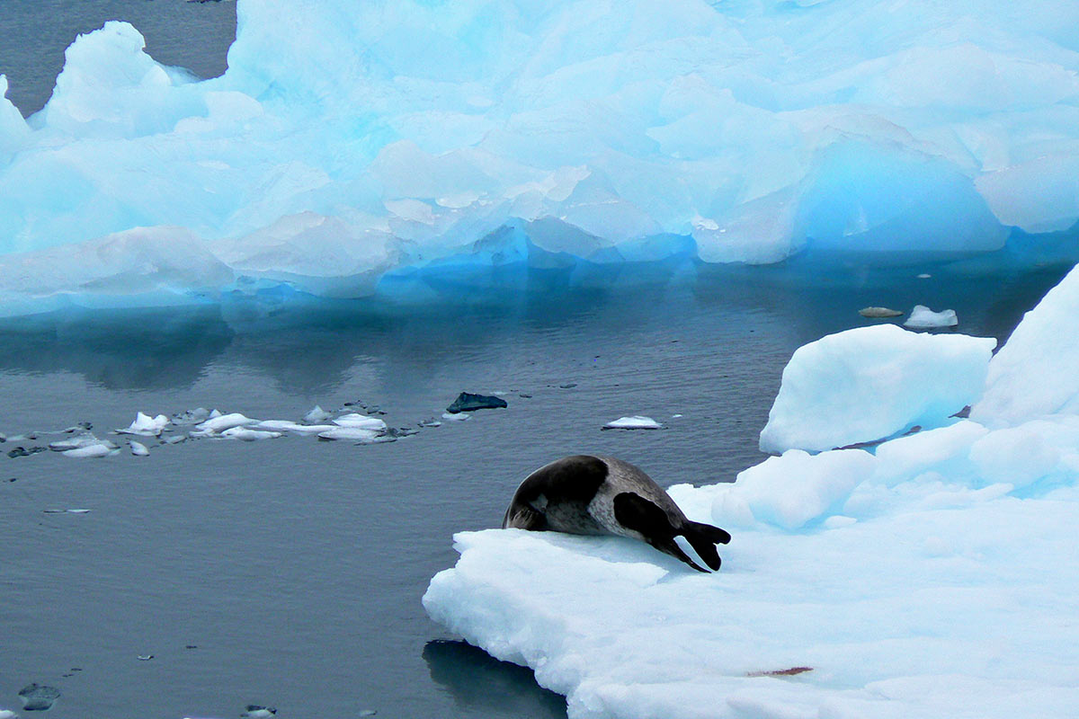 Eisberge in der Antarktis (Foto: Lehmann)