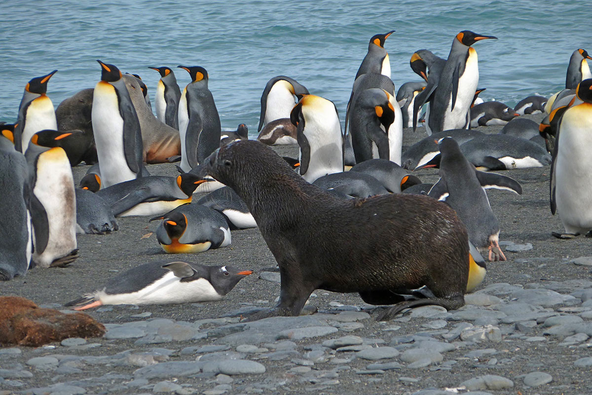 Kaiserpinguine in der Antarktis (Foto: Lehmann)