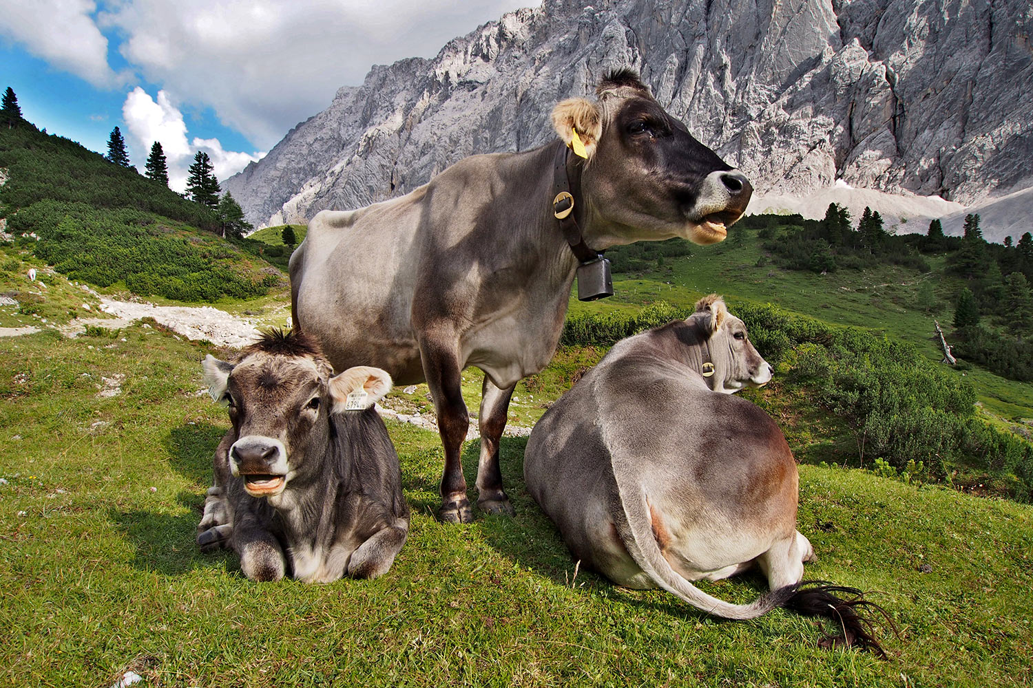 Kühe beim Überschalljoch . Karwendel (Foto: Andreas Kuhrt 2017)