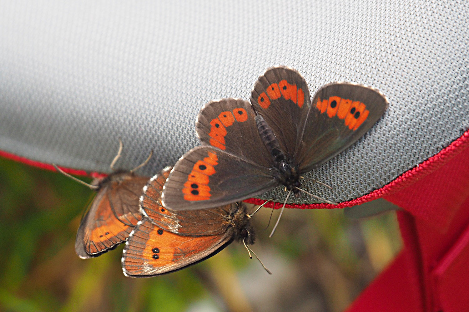 Schmetterlinge im Angerbachtal . Karwendel (Foto: Manuela Hahnebach 2017)
