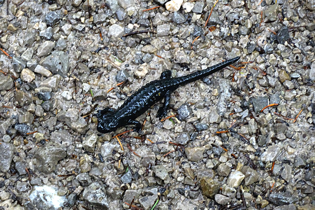 2017: Alpenüberquerung Schliersee - Sterzing (Foto: Manuela Zobolski)