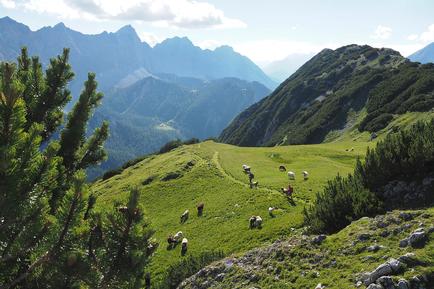 Schafe an der Sunntiger-Alm . Karwendel (Foto: Manuela Hahnebach 2017)