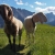 Schafe an der Sunntiger-Alm . Karwendel (Foto: Andreas Kuhrt 2017)