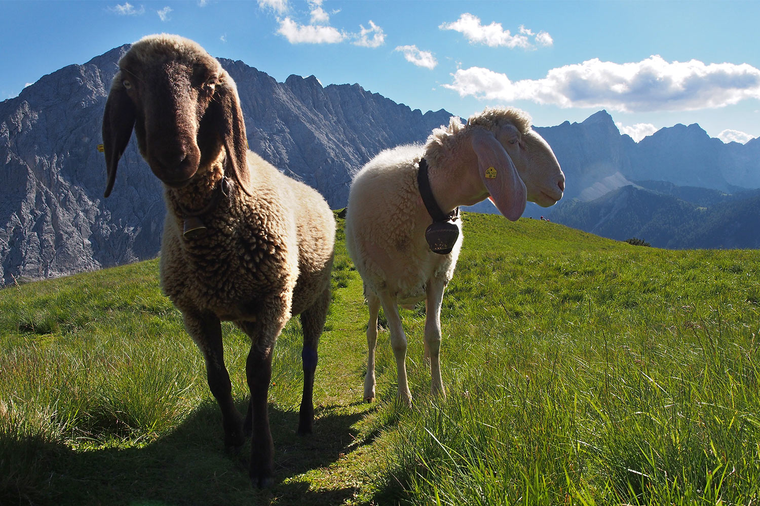 Schafe an der Sunntiger-Alm . Karwendel (Foto: Andreas Kuhrt 2017)
