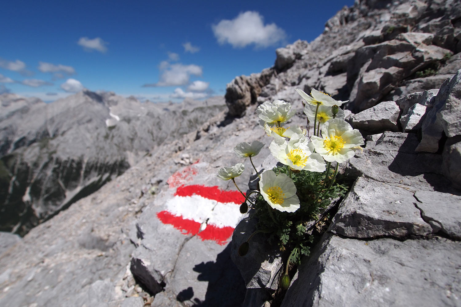 Anemonen an der Speckkarspitze . Karwendel (Foto: Andreas Kuhrt 2017)