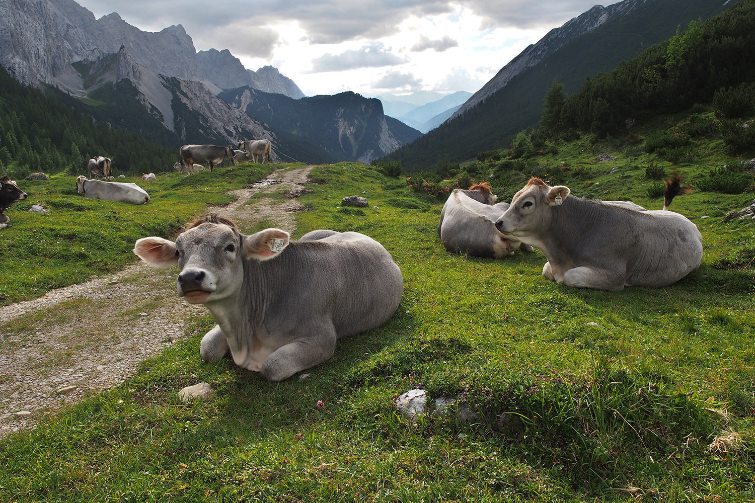 Kühe beim Überschalljoch . Karwendel (Foto: Andreas Kuhrt 2017)