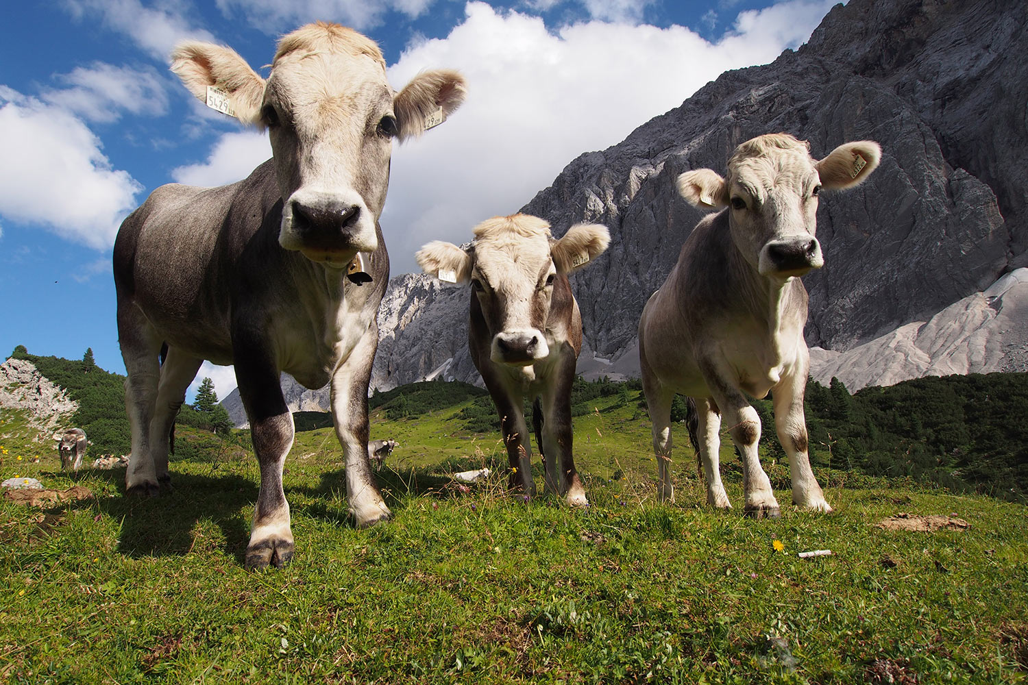 Kühe beim Überschalljoch . Karwendel (Foto: Andreas Kuhrt 2017)