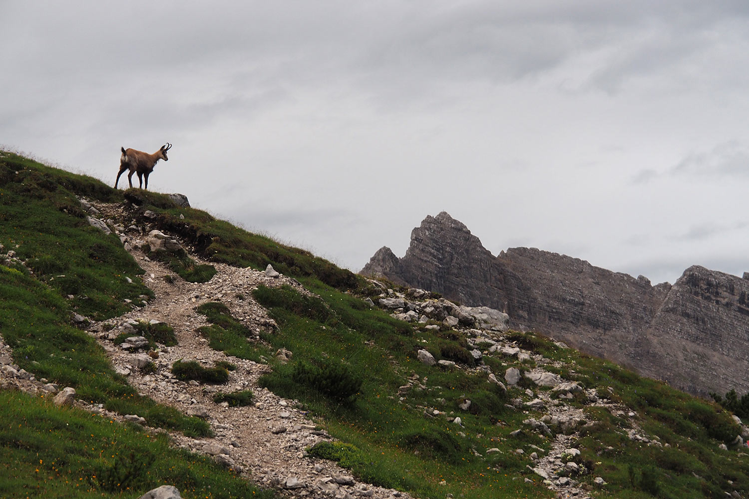 Gämse bei der Pfeishütte . Karwendel (Foto: Manuela Hahnebach 2017)