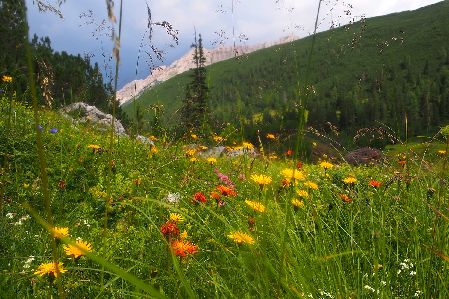 Im Angerbachtal . Karwendel (Foto: Andreas Kuhrt 2017)