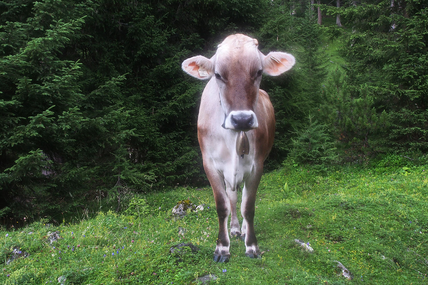Kuh im Angerbachtal . Karwendel (Foto: Andreas Kuhrt 2017)