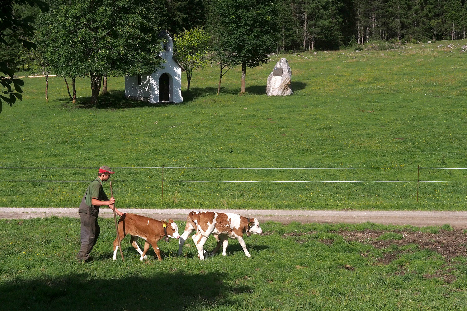 Viehtrieb an der Möslalm . Karwendel (Foto: Andreas Kuhrt 2017)