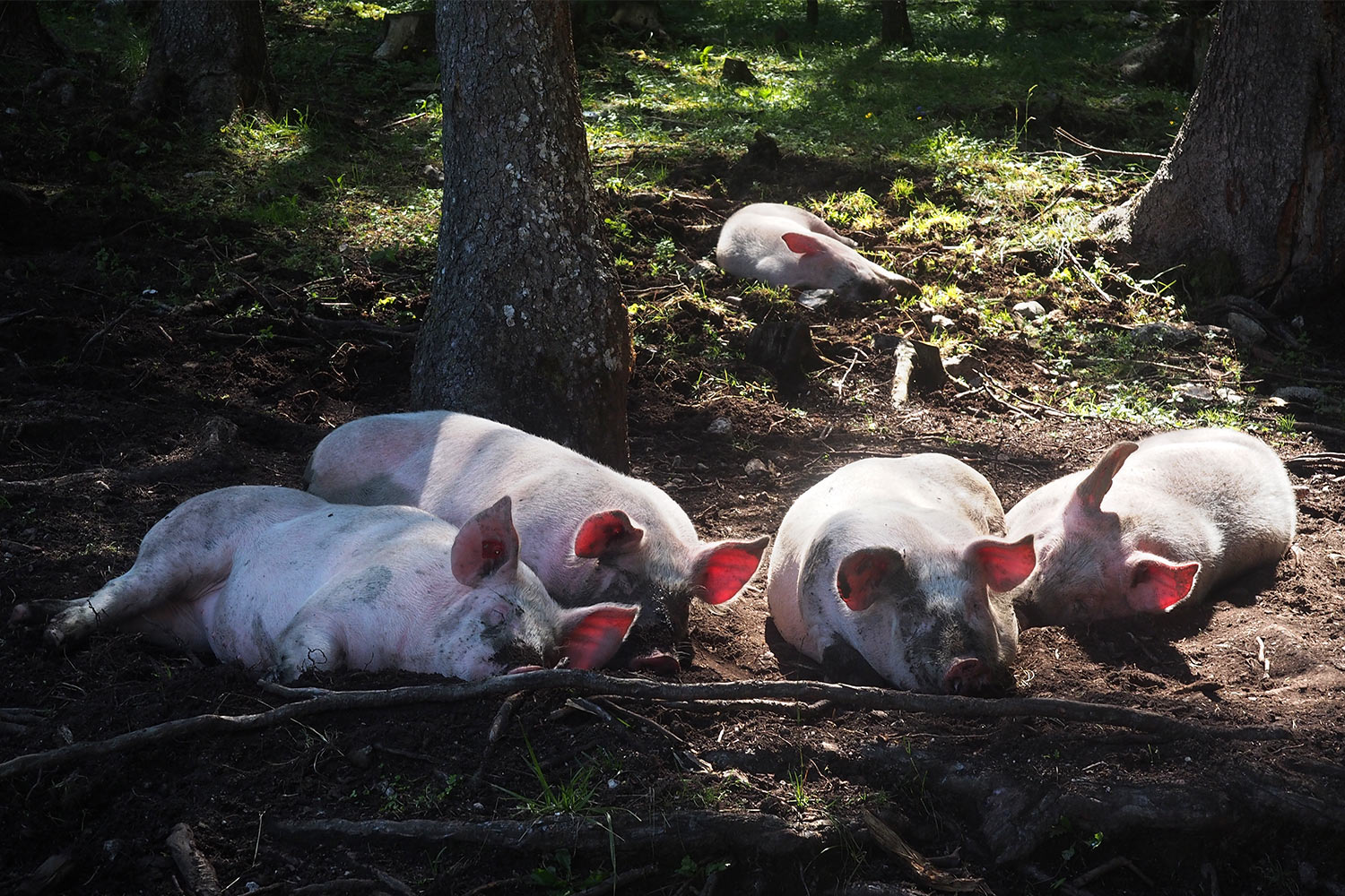 Schweinchen an der Möslalm . Karwendel (Foto: Andreas Kuhrt 2017)
