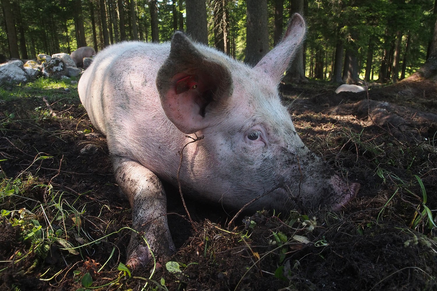 Schweinchen an der Möslalm . Karwendel (Foto: Andreas Kuhrt 2017)