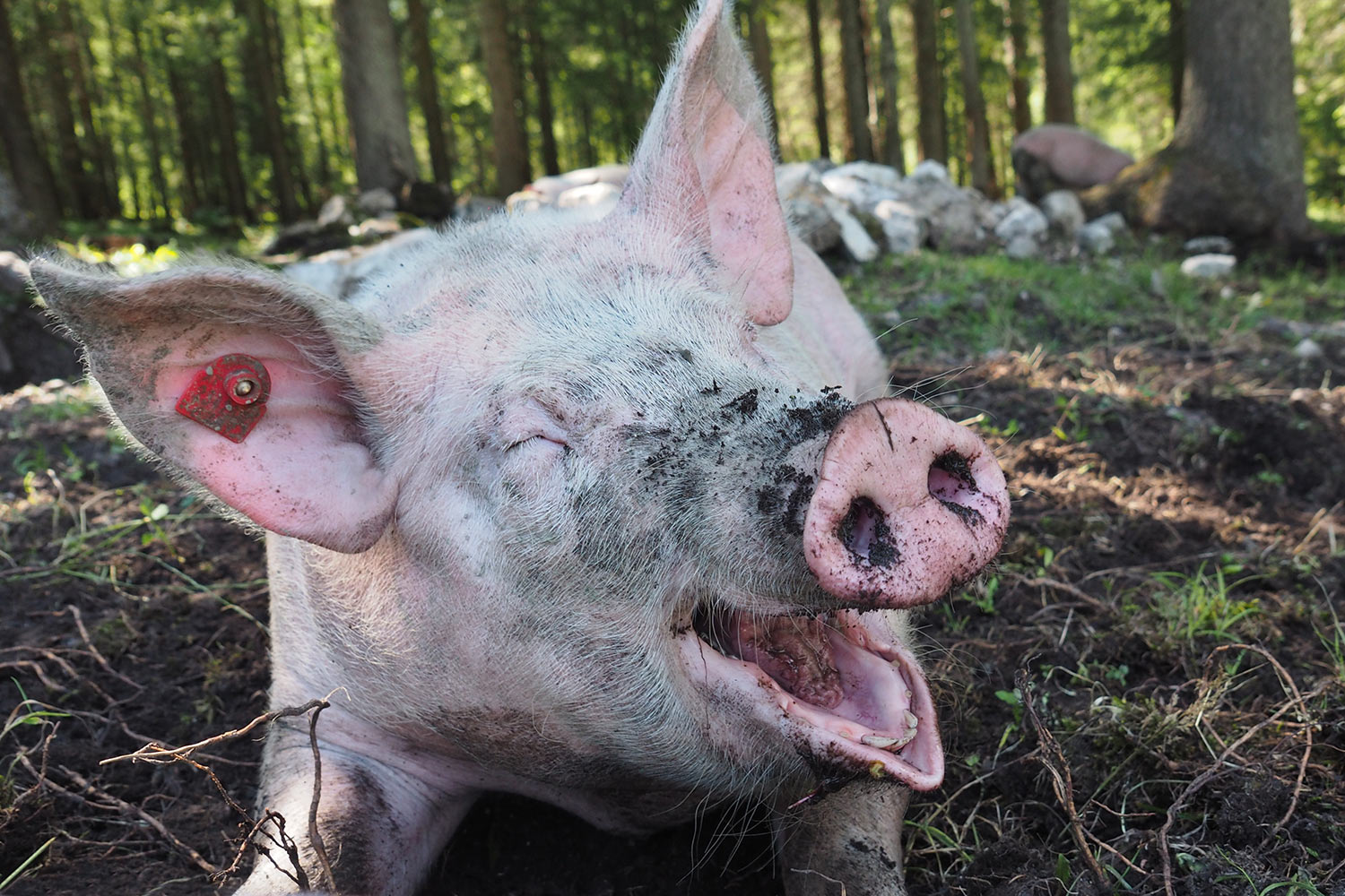 Schweinchen an der Möslalm . Karwendel (Foto: Manuela Hahnebach 2017)