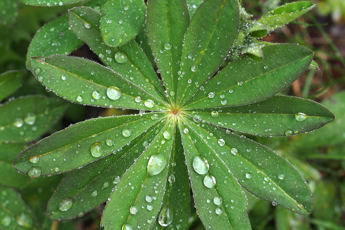 Wasserperlen auf Lupine . Frühlingswanderung im Schieferpark Lehesten (Foto: Manuela Hahnebach 2017)