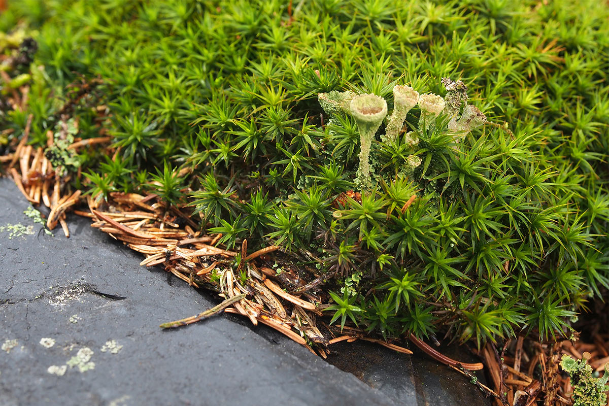Moos und Schiefer . Frühlingswanderung im Schieferpark Lehesten (Foto: Andreas Kuhrt 2017)