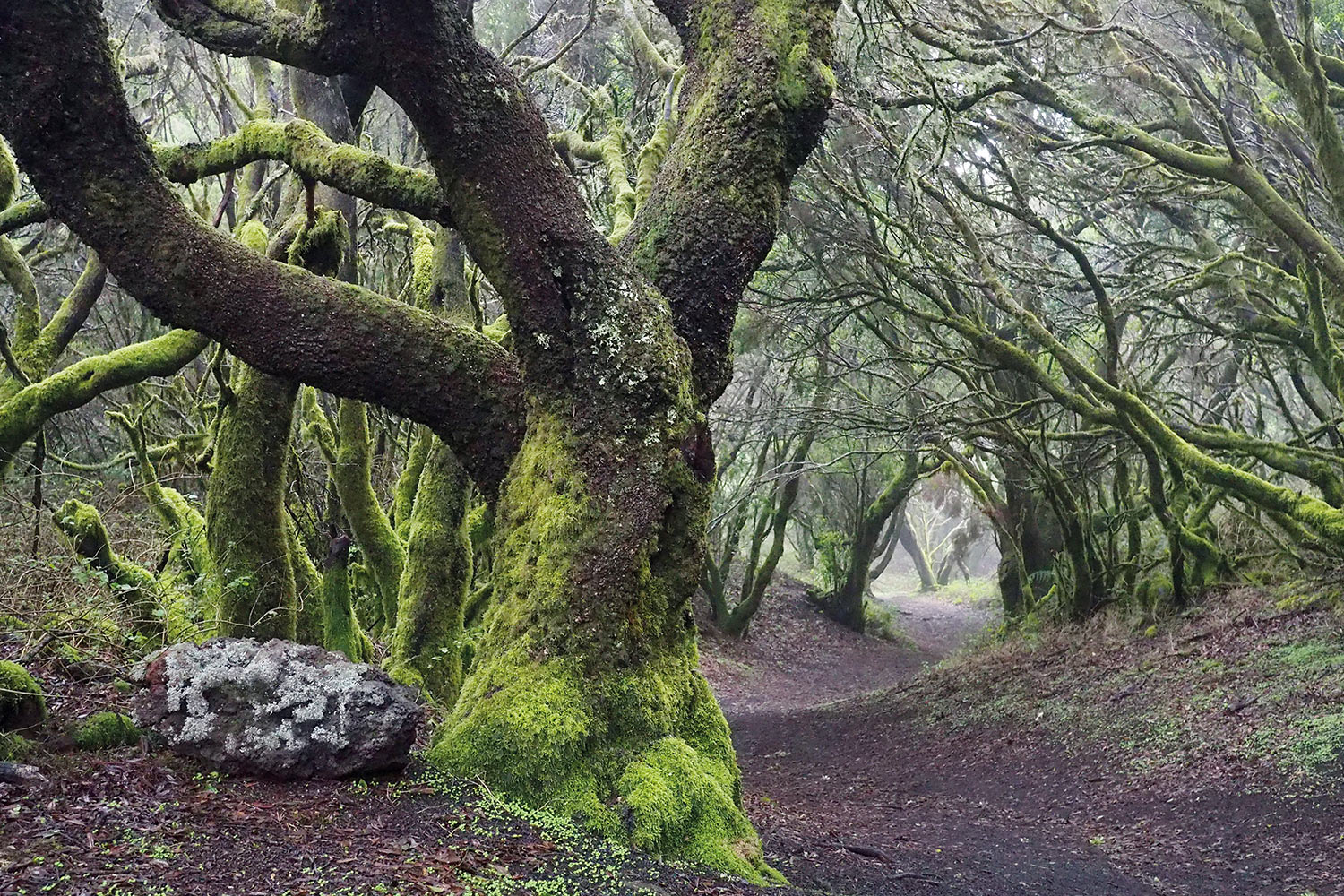 Baumheide-Lorbeer-Nebelwald bei La Llania . El Hierro 2018 (Foto: Manuela Hahnebach)