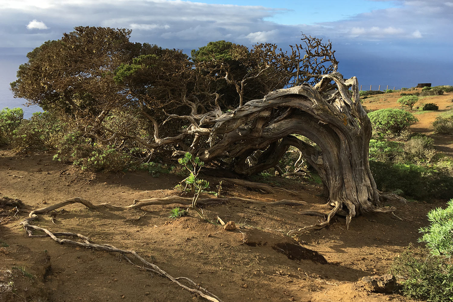Wacholderbaum in El Sabinar . El Hierro 2018 (Foto: Manuela Hahnebach)