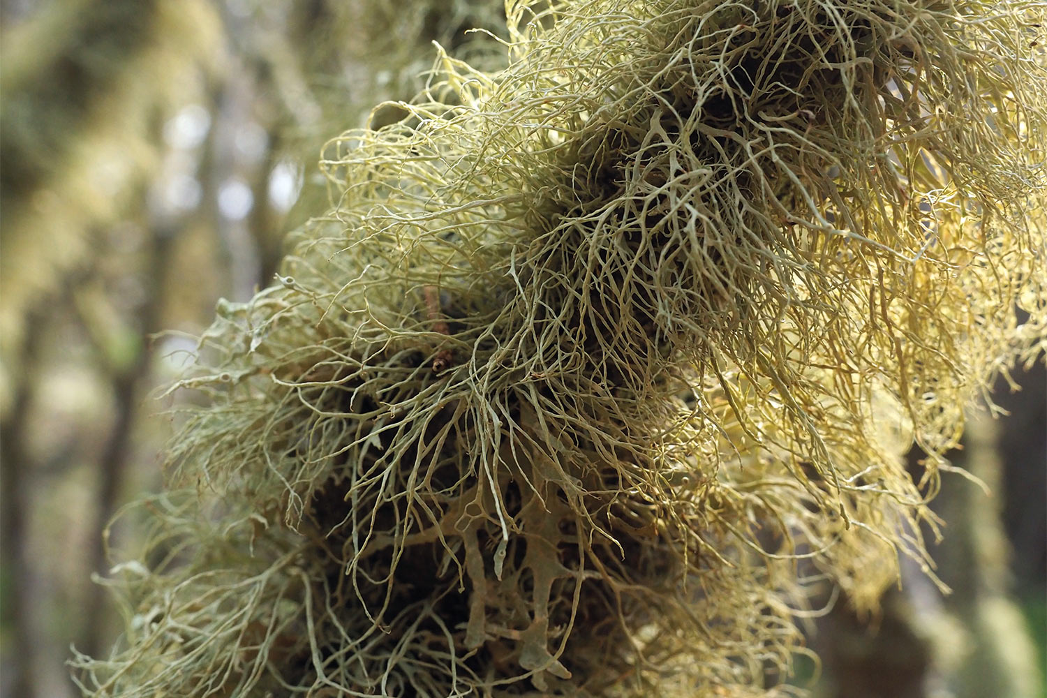 Bartflechten im Wacholderwald El Sabinar . El Hierro 2018 (Foto: Andreas Kuhrt)