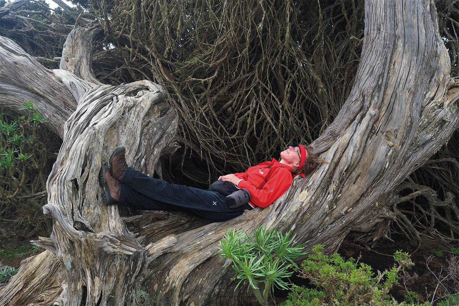 Im Wacholderwald El Sabinar . El Hierro 2018 (Foto: Andreas Kuhrt)