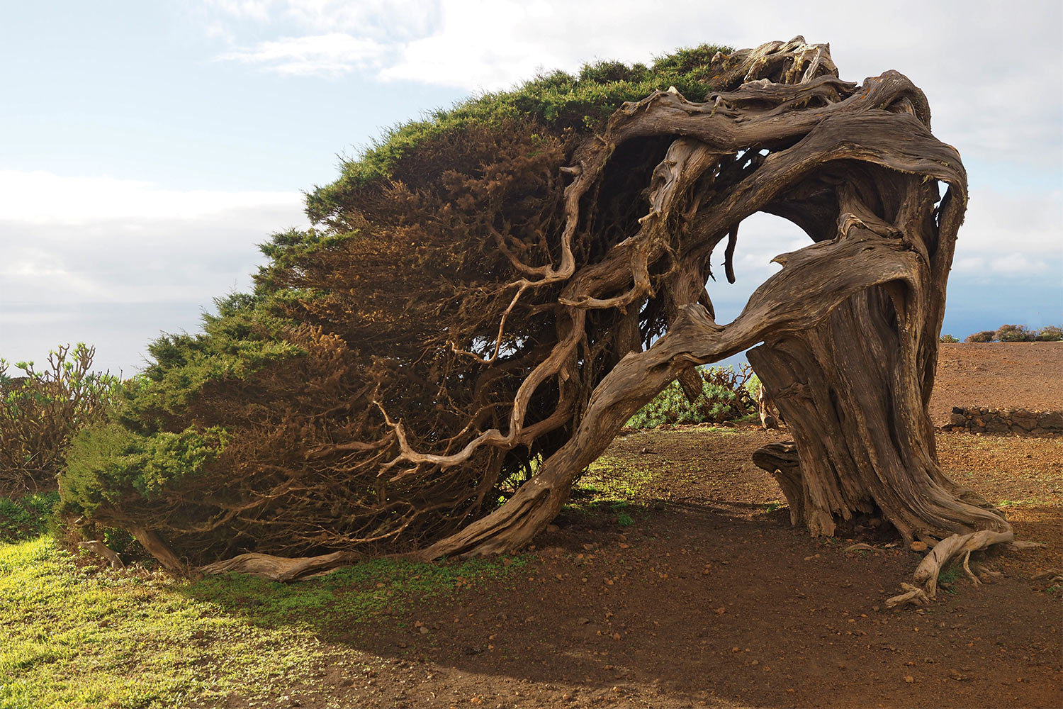 Wacholderbaum La Sabina . El Hierro 2018 (Foto: Andreas Kuhrt)