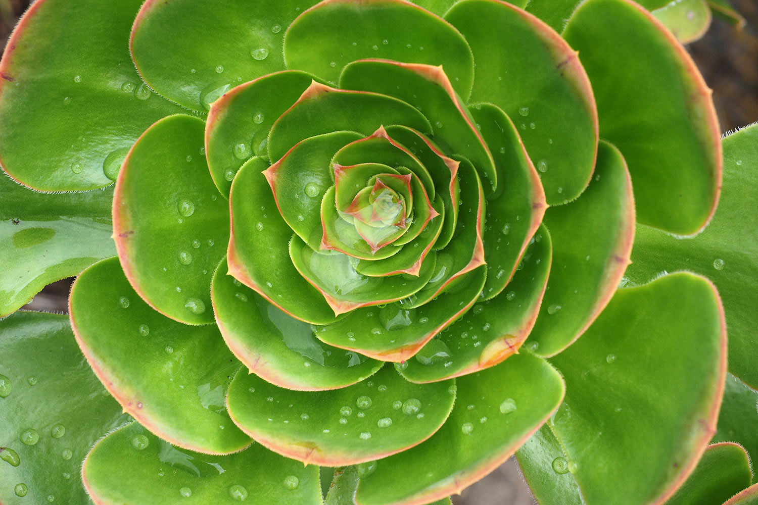 Aeonium am Camino de Jinama . El Hierro 2018 (Foto: Andreas Kuhrt)
