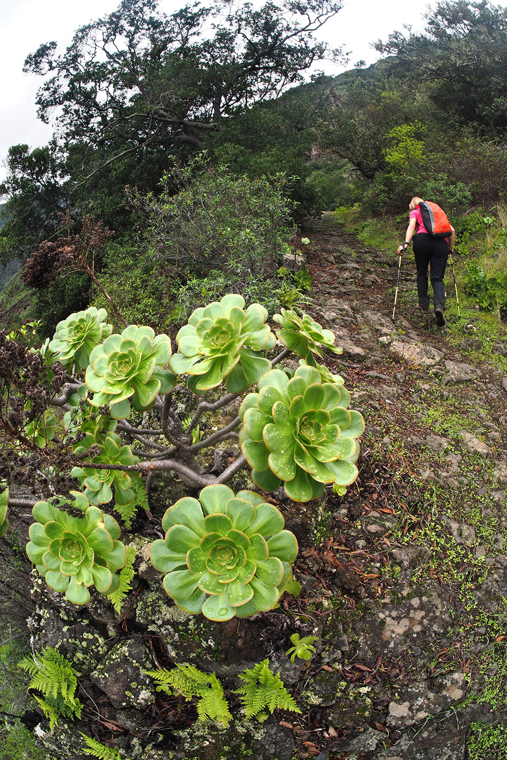Camino de Jinama . El Hierro 2018 (Foto: Andreas Kuhrt)