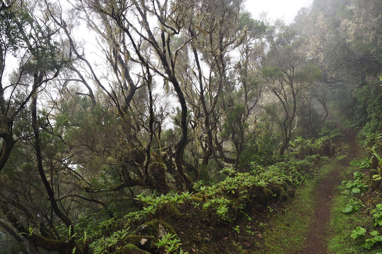 Baumheide-Nebelwald am Camino de Jinama . El Hierro 2018 (Foto: Andreas Kuhrt)