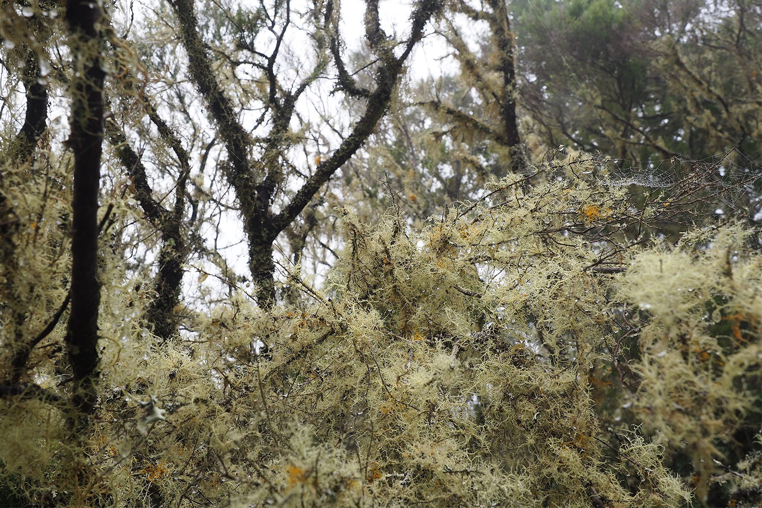 Baumheide-Nebelwald am Camino de Jinama . El Hierro 2018 (Foto: Andreas Kuhrt)