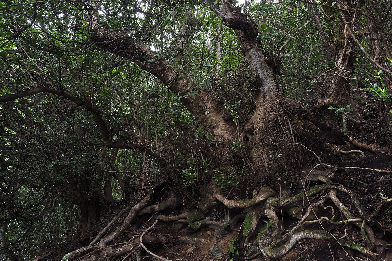 Lorbeer-Nebelwald am Camino de Jinama . El Hierro 2018 (Foto: Andreas Kuhrt)
