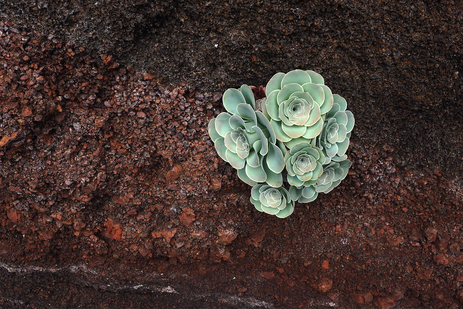 Aeonium am Camino de Jinama . El Hierro 2018 (Foto: Andreas Kuhrt)
