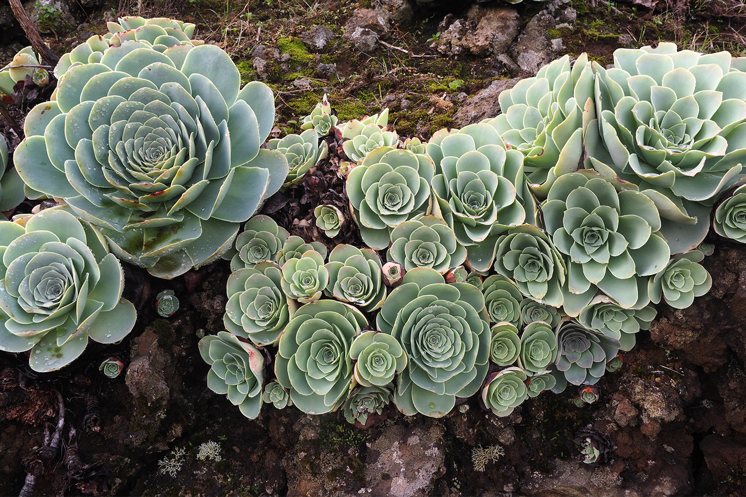 Aeonium am Straßenrand . El Hierro 2018 (Foto: Andreas Kuhrt)