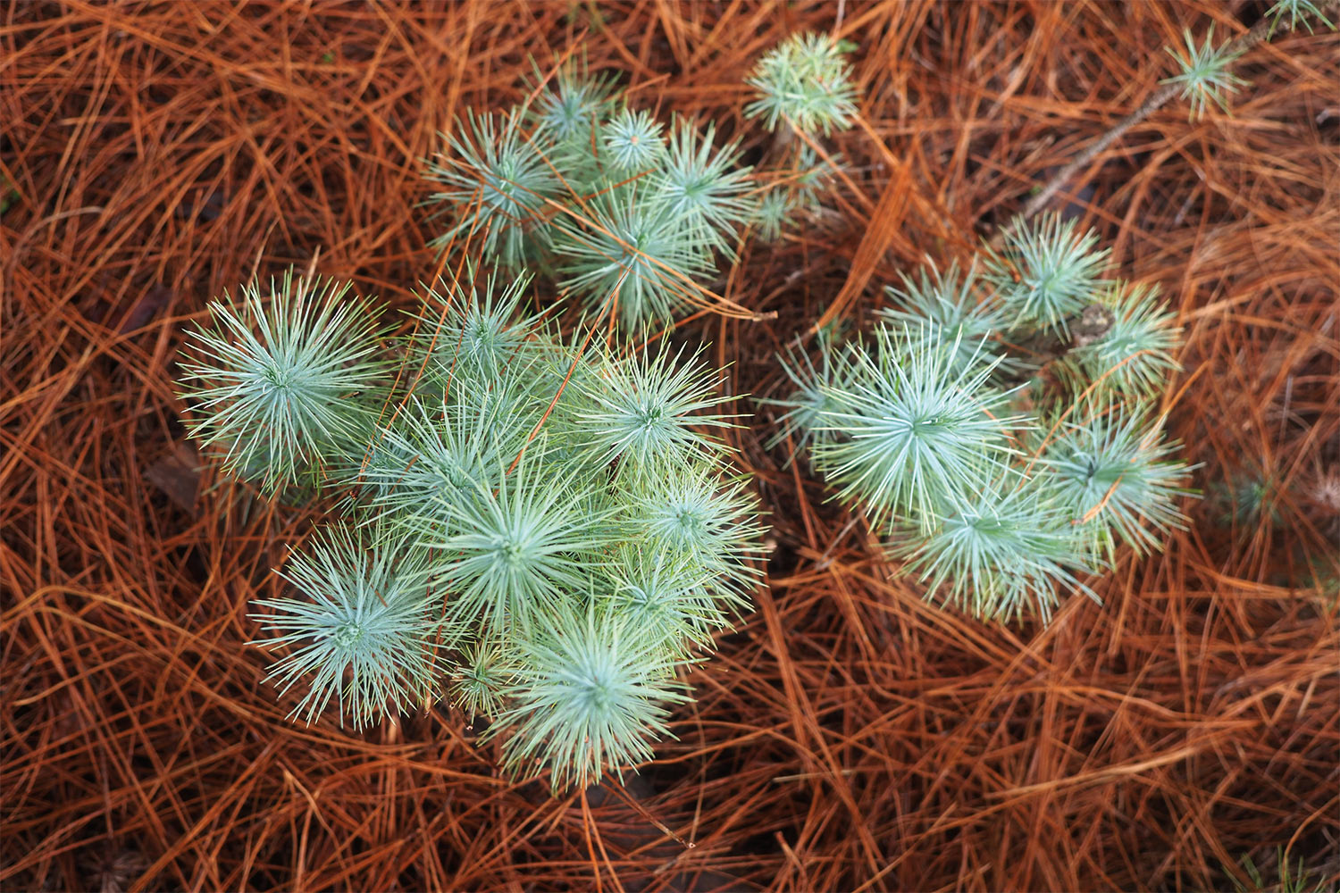 Kiefernsprösslinge im Pinienwald El Pinar . El Hierro 2018 (Foto: Andreas Kuhrt)