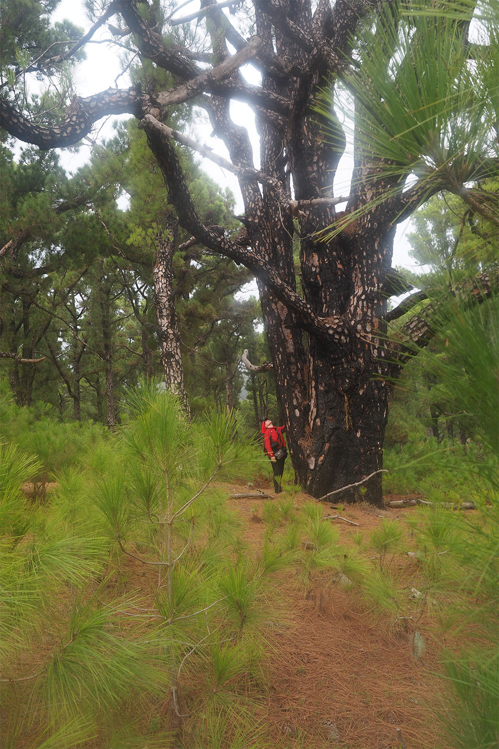 Im Pinienwald El Pinar . El Hierro 2018 (Foto: Andreas Kuhrt)
