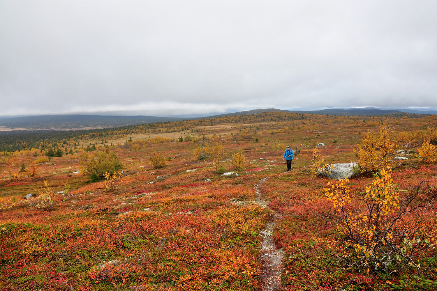 Fjäll . Schweden 2018 (Foto: Klaus Wahl)