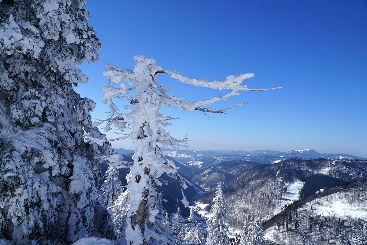 Winter im Schwarzwald (Foto: Sylvia/Klaus Wahl)