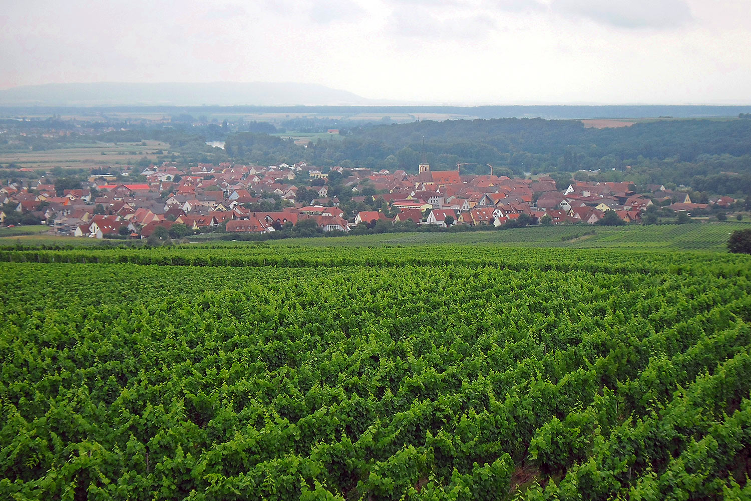 Weinberg bei Sommerach . Weinwanderung Volkacher Mainschleife 2018 (Foto: Sigrid Beck)