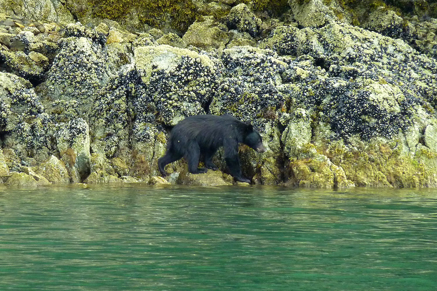 Schwarzbär . Vancouver Island . Westkanada 2018 (Foto: Barbara & Jochen Hollandt)