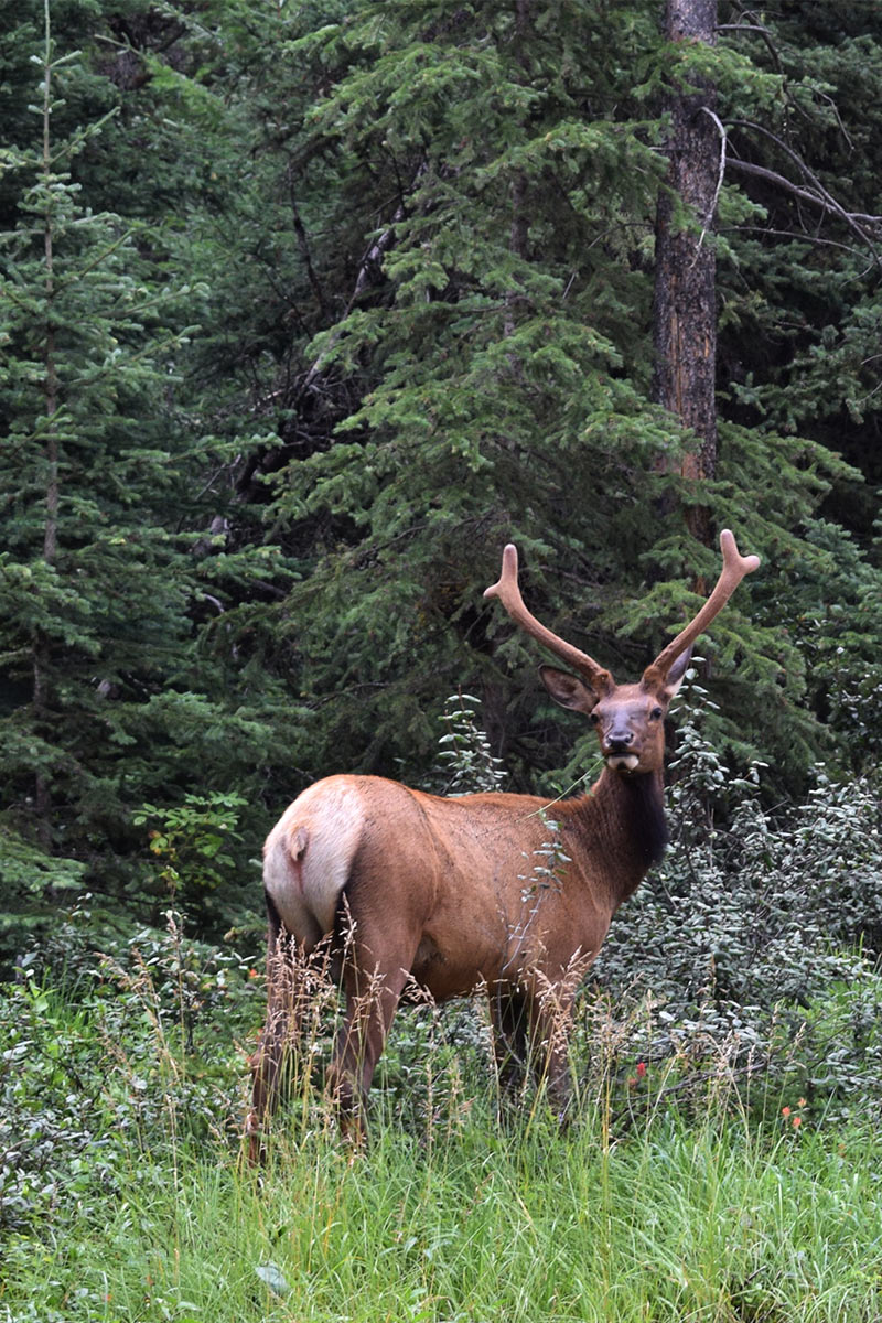 Wapiti am Southern Yellowhead Highway . Westkanada 2018 (Foto: Barbara & Jochen Hollandt)