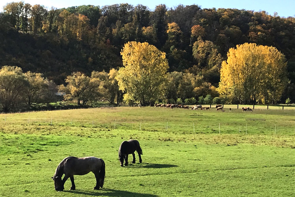 Bei Nebra (Foto: C./A. Weiland)