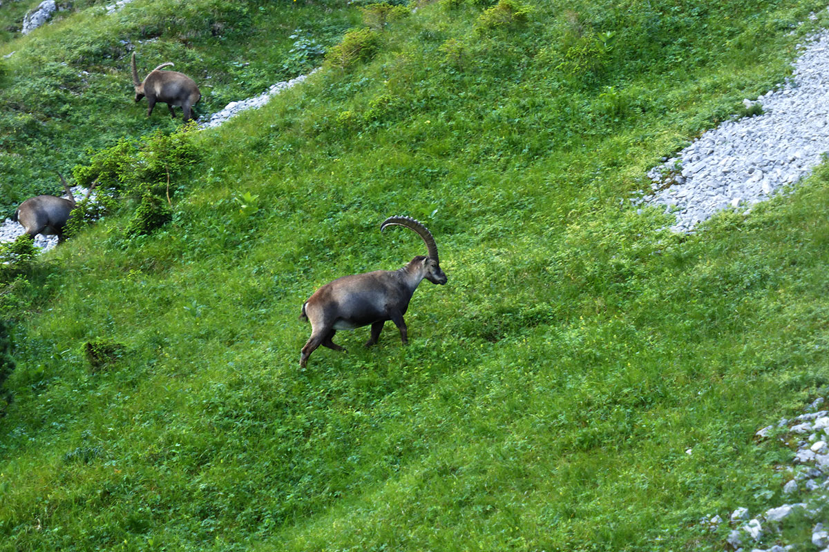 Säuling 2020 (Hans-Jürgen Sinn)