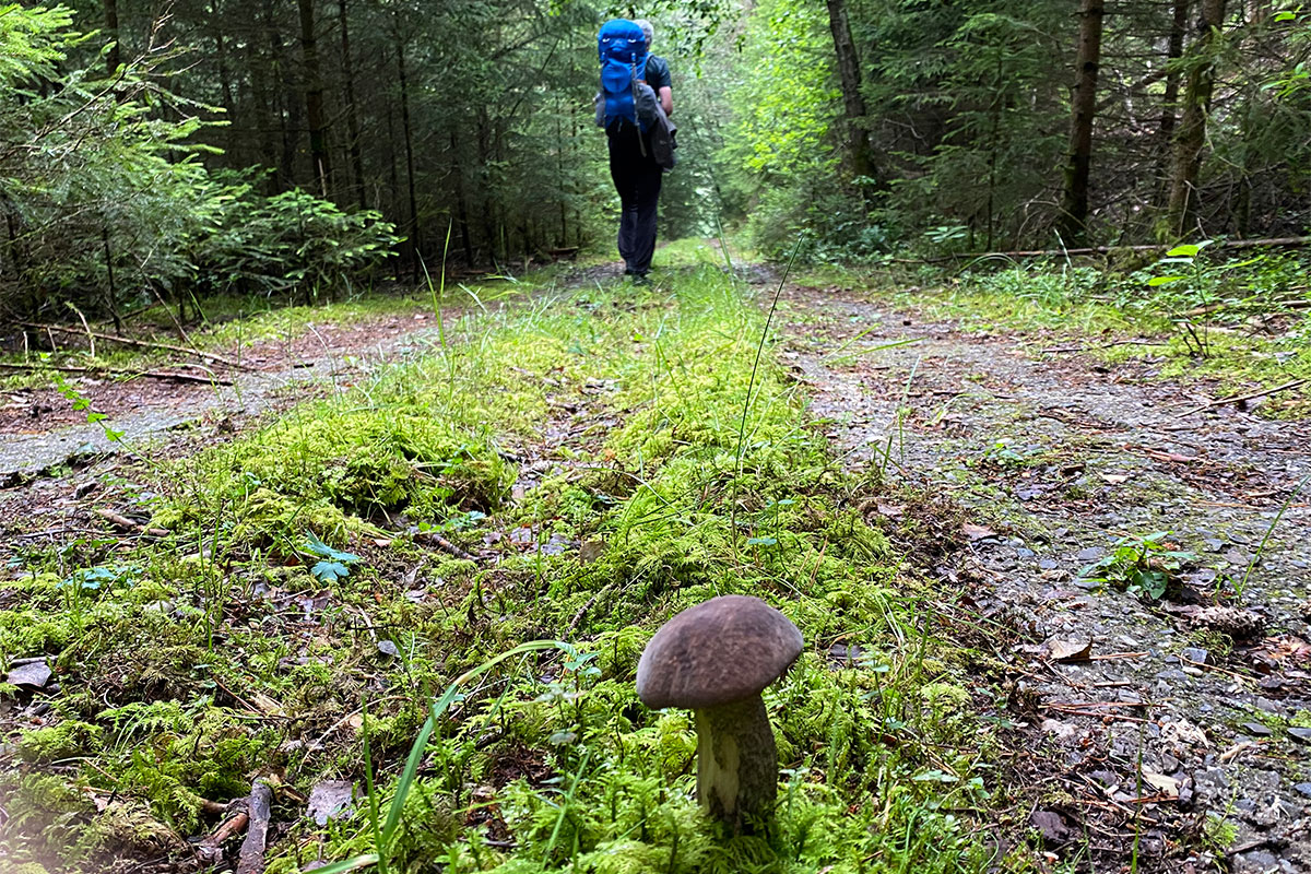 Grünes Band: Kolonnenweg bei Effelder (Foto: Manuela Hahnebach)