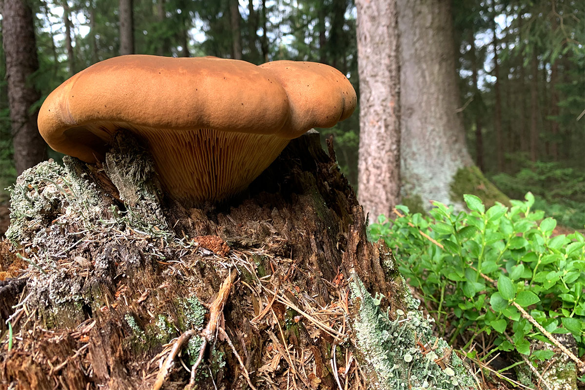 Grünes Band: Pilz bei Emstadt (Foto: Andreas Kuhrt)