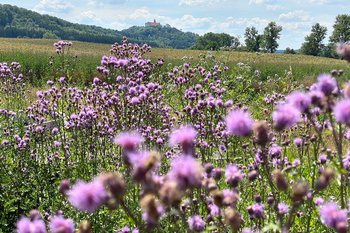 Grünes Band: Blick zu Veste Heldburg von Holzhausen (Foto: Manuela Hahnebach)
