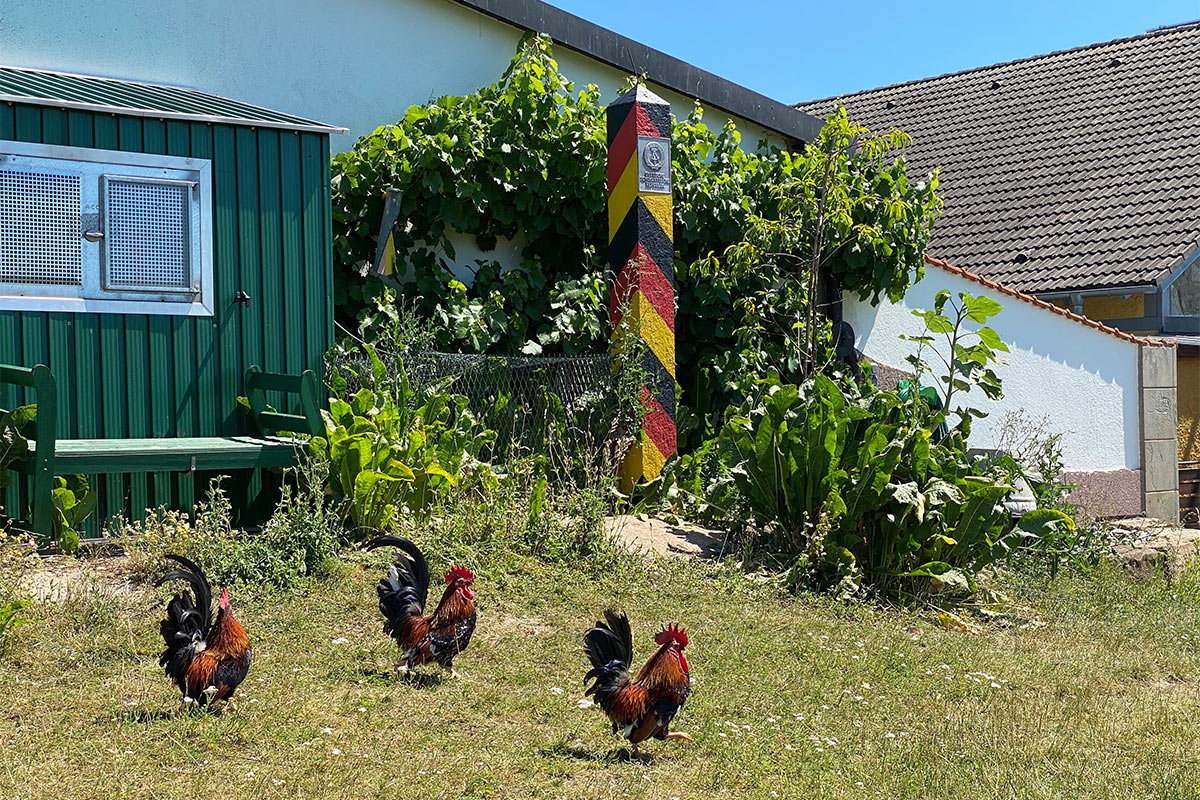 Grünes Band: Hühnerhof in Trappstadt (Foto: Manuela Hahnebach)