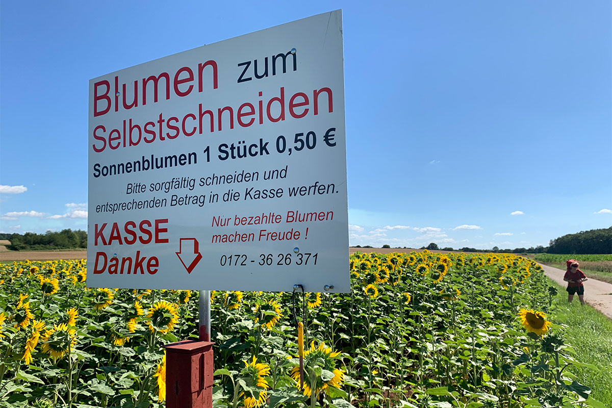 Grünes Band: Sonnenblumenfeld bei Trappstadt (Foto: Andreas Kuhrt)