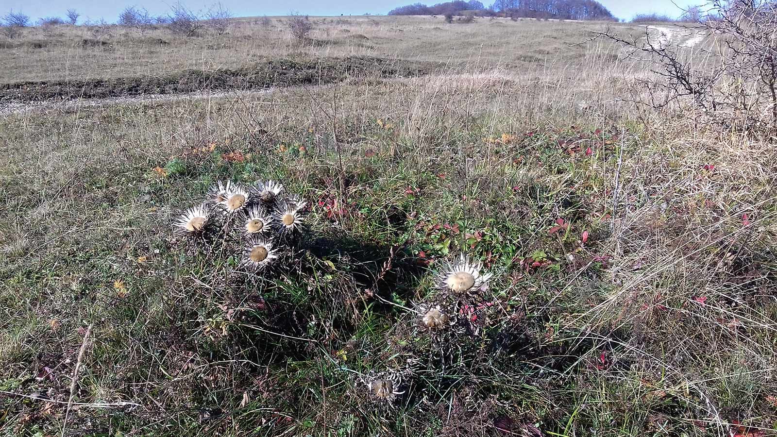 Hochrhöner (Foto: Monika/Dietrich Schild)