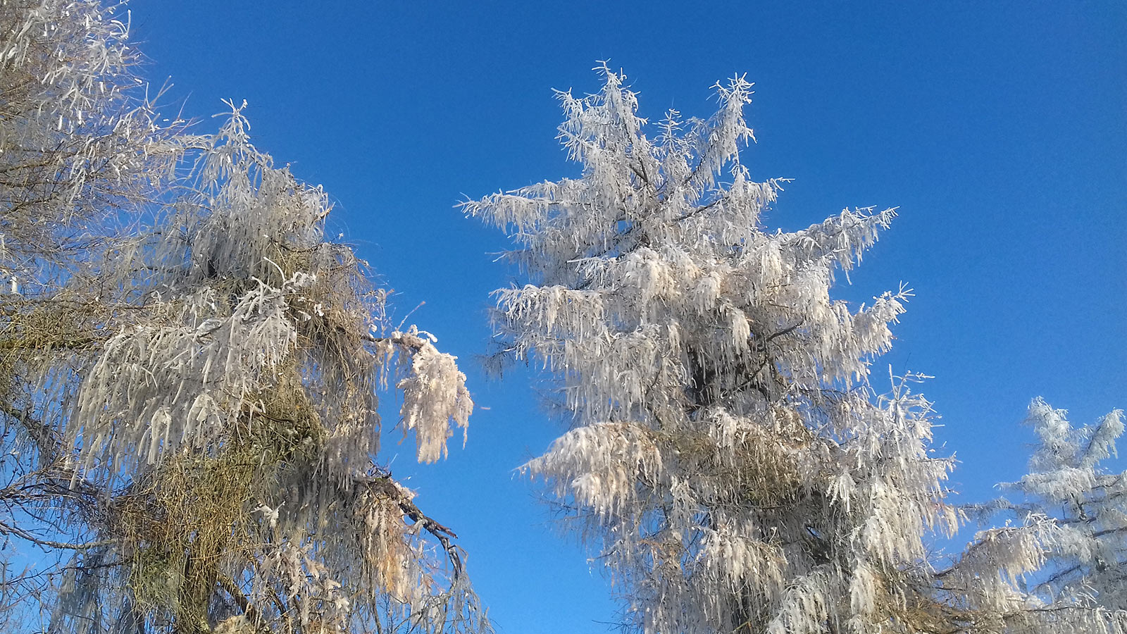 Hochrhöner: Winterzauber (Foto: Monika/Dietrich Schild)