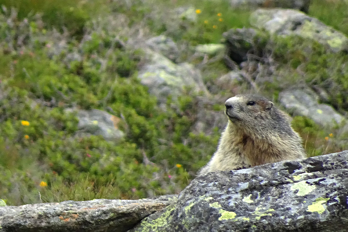 Schobergruppe: Murmeltier (Foto: Manuela Zobolski)