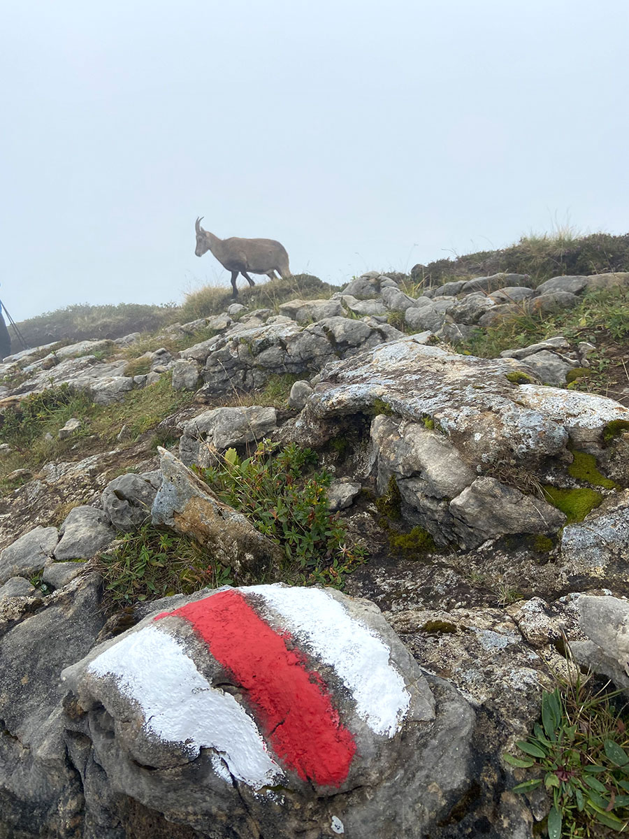 Berner Oberland 2021: Gämsen (Foto: Uta Respondek)
